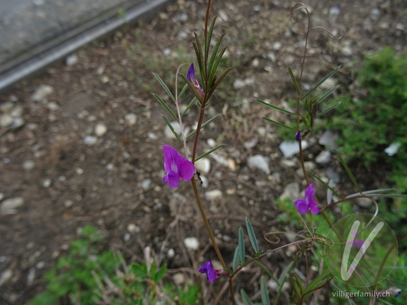 Schmalblättrige Futter-Wicke: Blüten