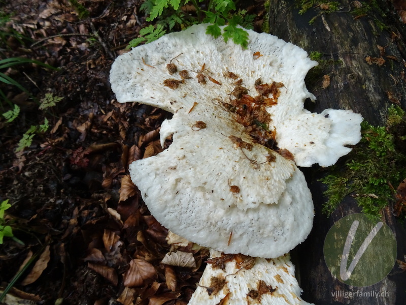 Schuppiger Stielporling: 