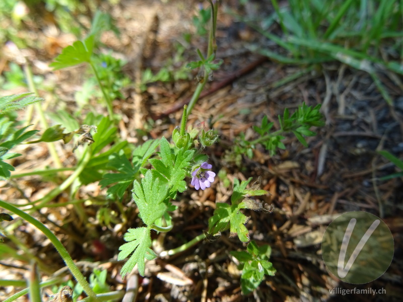 Kleiner Storchschnabel: Blüten