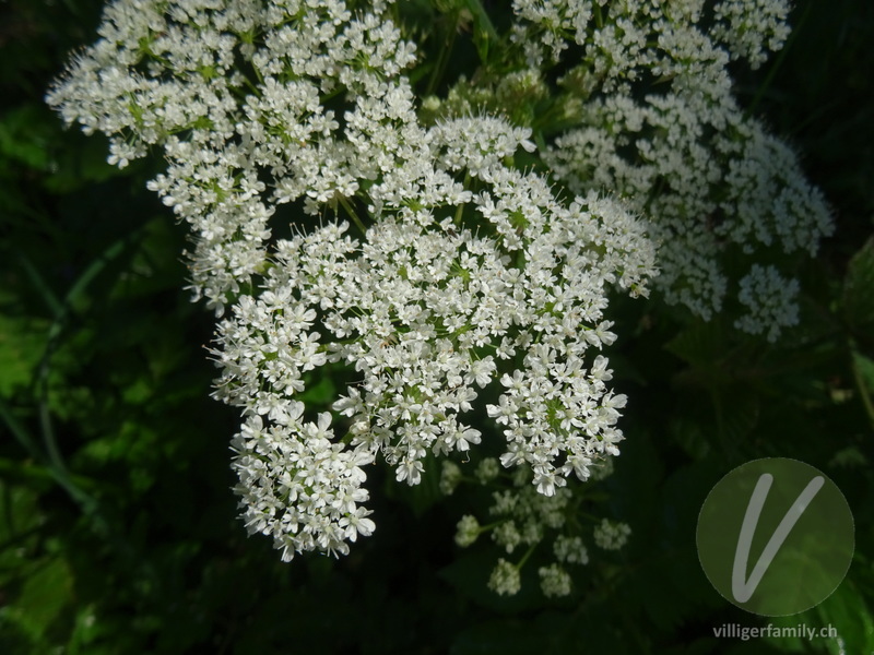 Gewöhnlicher Gebirgs-Kälberkropf: Blüten