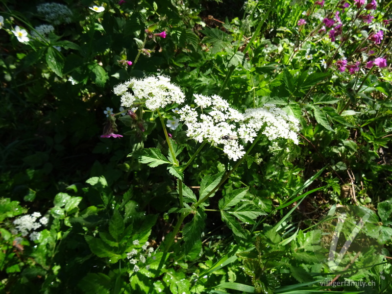 Gewöhnlicher Gebirgs-Kälberkropf: Blüten