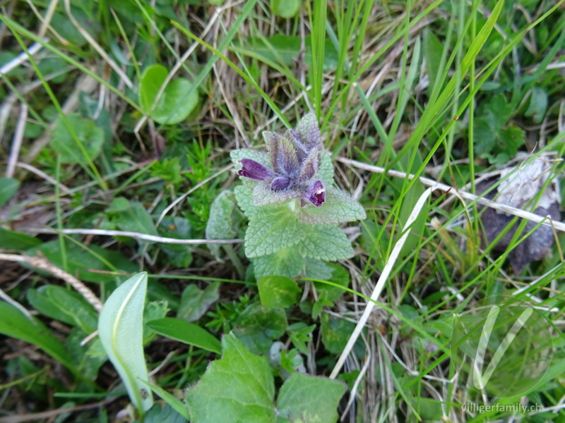 Alpenhelm: Blüten