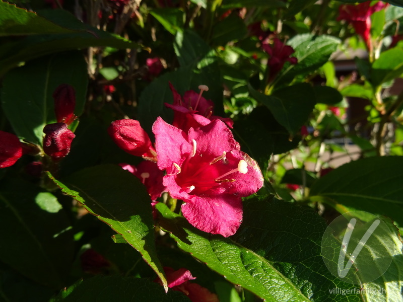 Liebliche Weigelie: Blüten