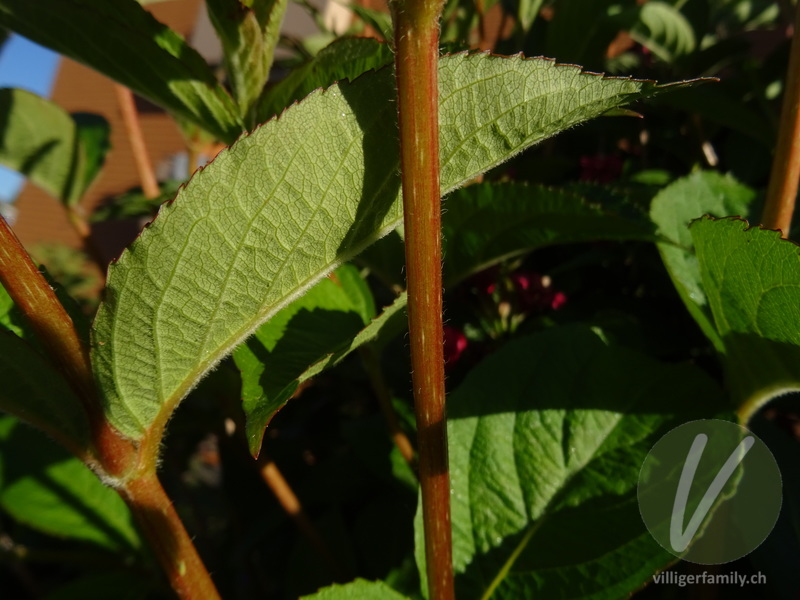 Liebliche Weigelie: Stengel