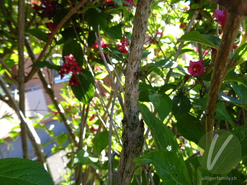 Liebliche Weigelie: Stengel