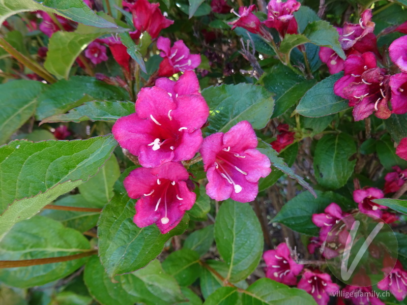 Liebliche Weigelie: Blüten