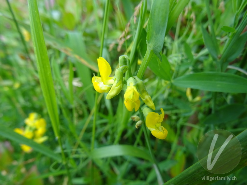 Wiesen-Platterbse: Blüten