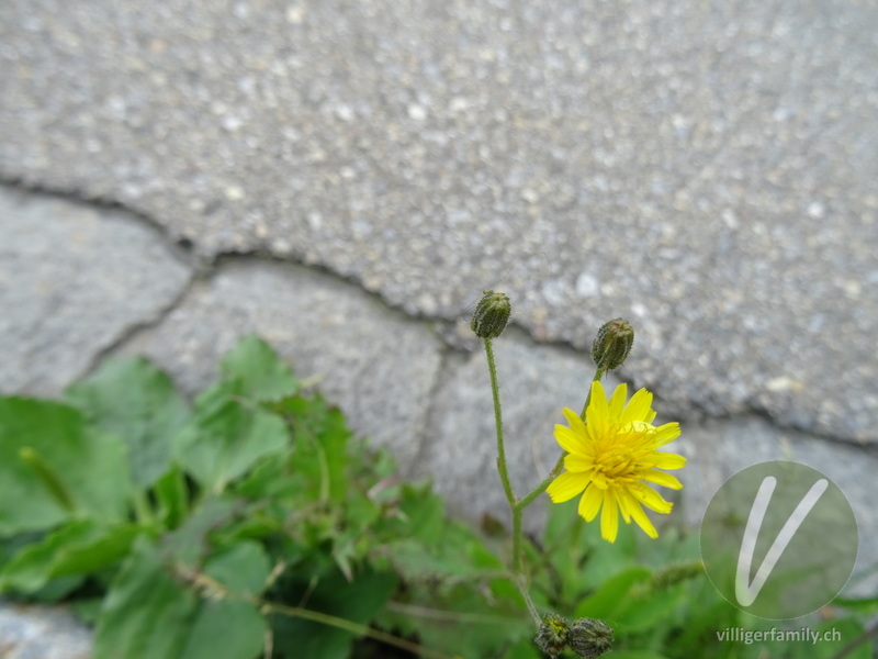 Kleinköpfiger Pippau: Blüten