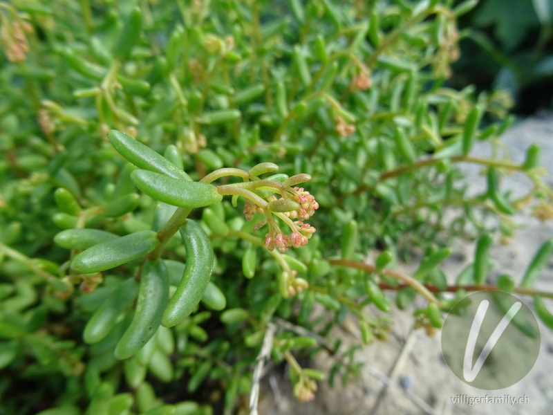 Weisser Mauerpfeffer: Blätter, Blüten