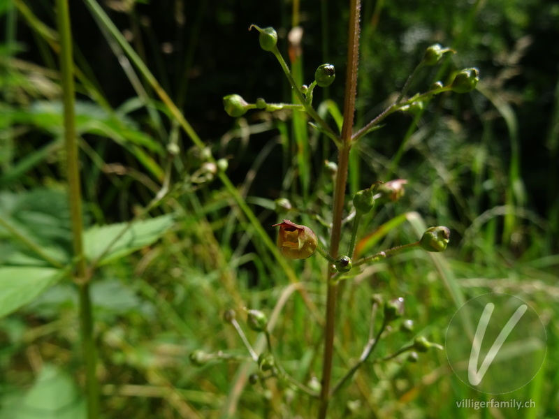 Knotige Braunwurz: Blüten