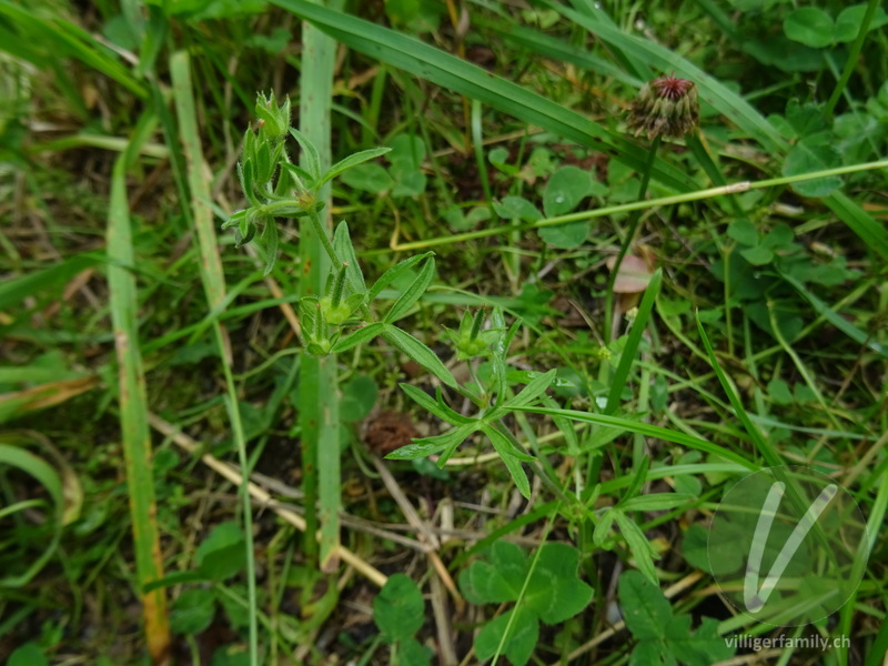 Schlitzblättriger Storchschnabel: Blätter, Früchte