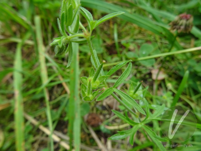 Schlitzblättriger Storchschnabel: Früchte