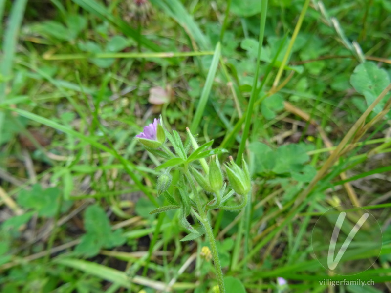 Schlitzblättriger Storchschnabel: Blüten