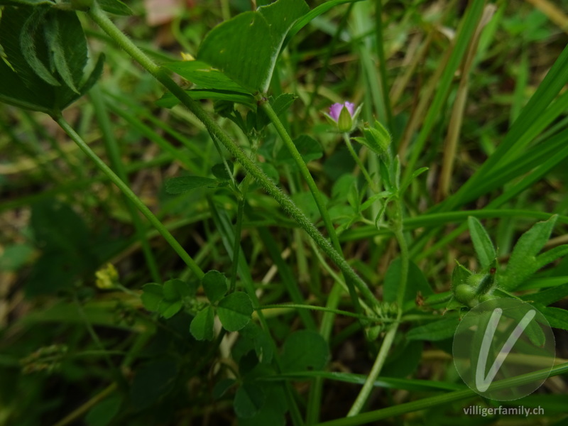 Schlitzblättriger Storchschnabel: Stengel