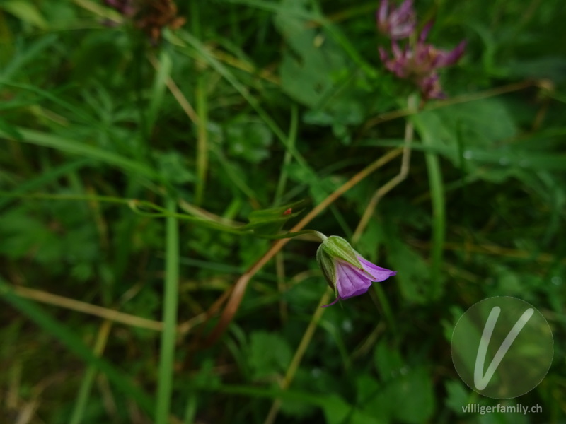Tauben-Storchschnabel: Blüten