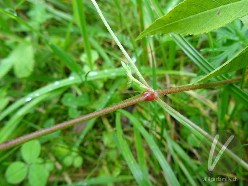 Tauben-Storchschnabel: Stengel