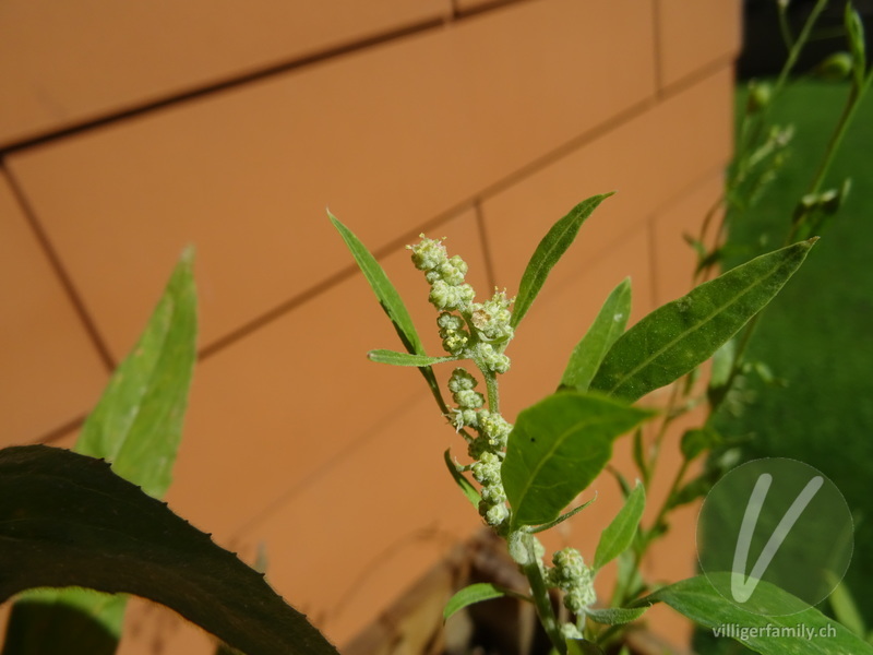 Weisser Gänsefuss: Blüten