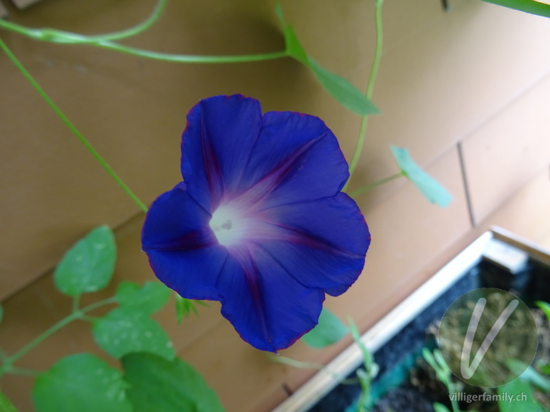 Purpur-Prunkwinde: Blüten