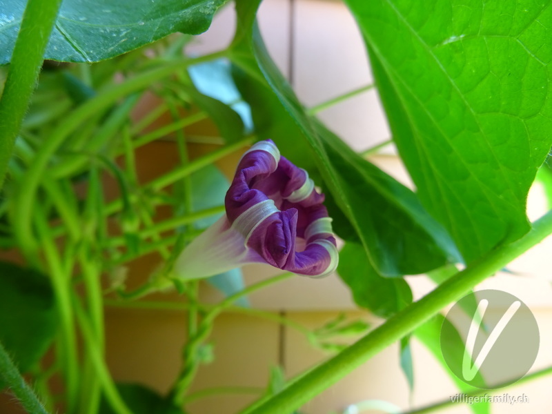 Purpur-Prunkwinde: Blüten