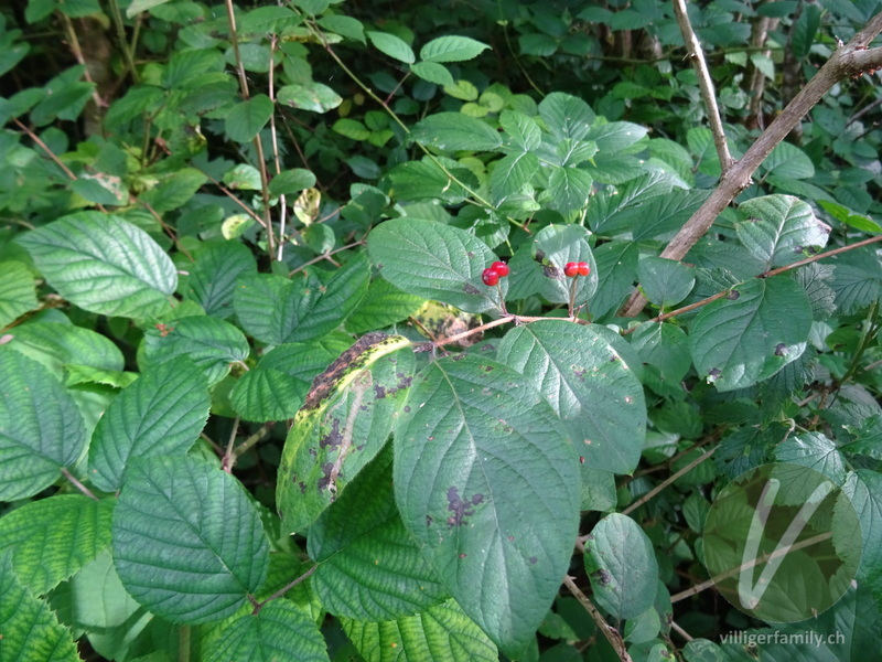 Rote Heckenkirsche: Blätter, Früchte