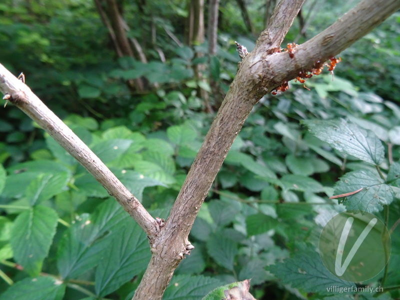 Rote Heckenkirsche: Stengel