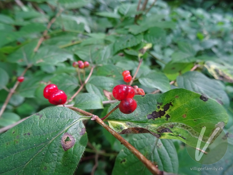 Rote Heckenkirsche: Früchte