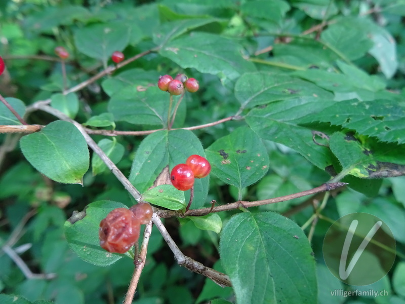 Rote Heckenkirsche: Früchte
