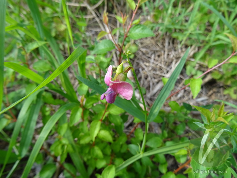 Wald-Platterbse: Blüten