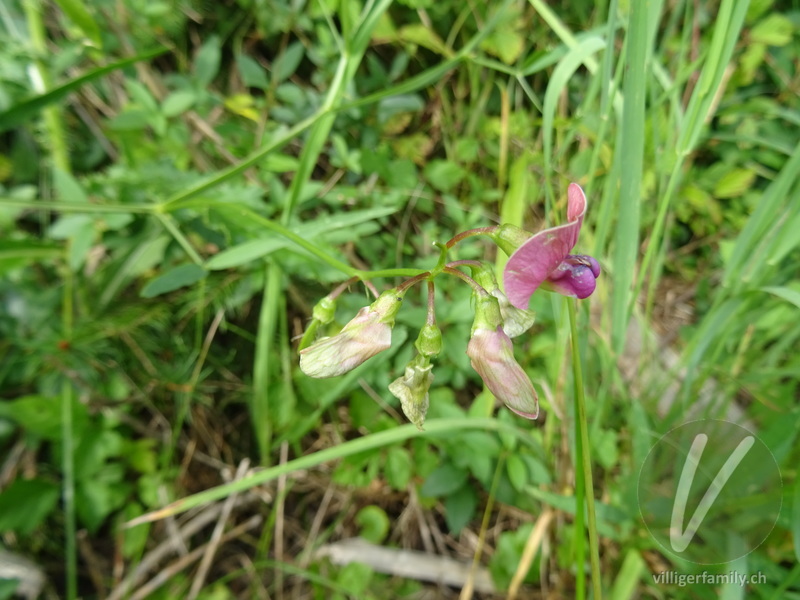 Wald-Platterbse: Blüten