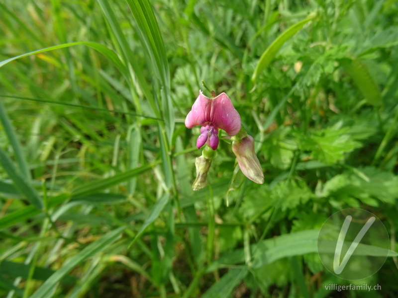 Wald-Platterbse: Blüten