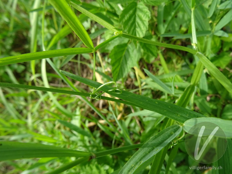 Wald-Platterbse: Stengel