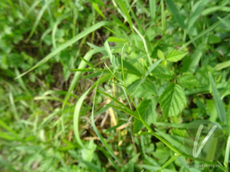 Wald-Platterbse: Stengel