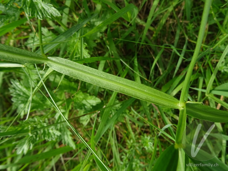 Wald-Platterbse: Stengel