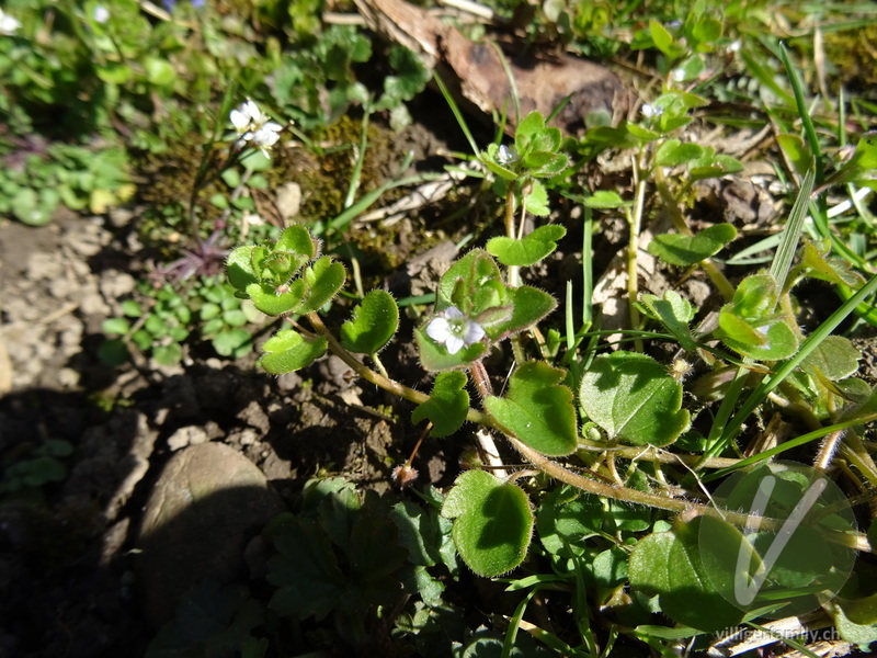 Efeu-Ehrenpreis: Blüten, Blätter