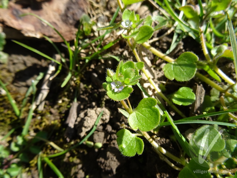Efeu-Ehrenpreis: Blüten, Blätter