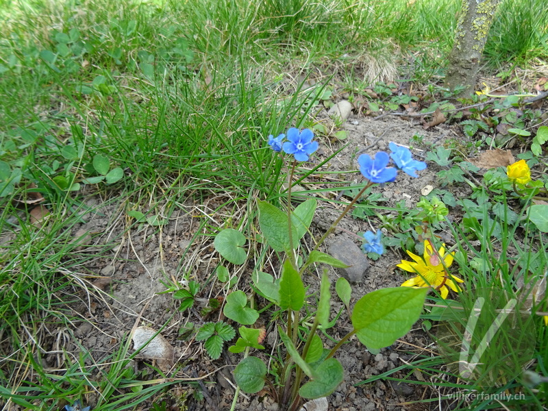 Nabelnuss: Gesamtbild