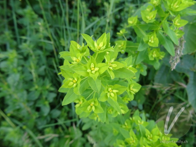 Breitblättrige Wolfsmilch: Blüten