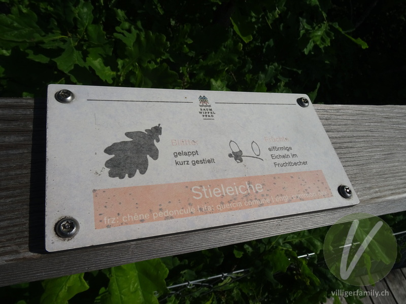Stiel-Eiche: Namensschild