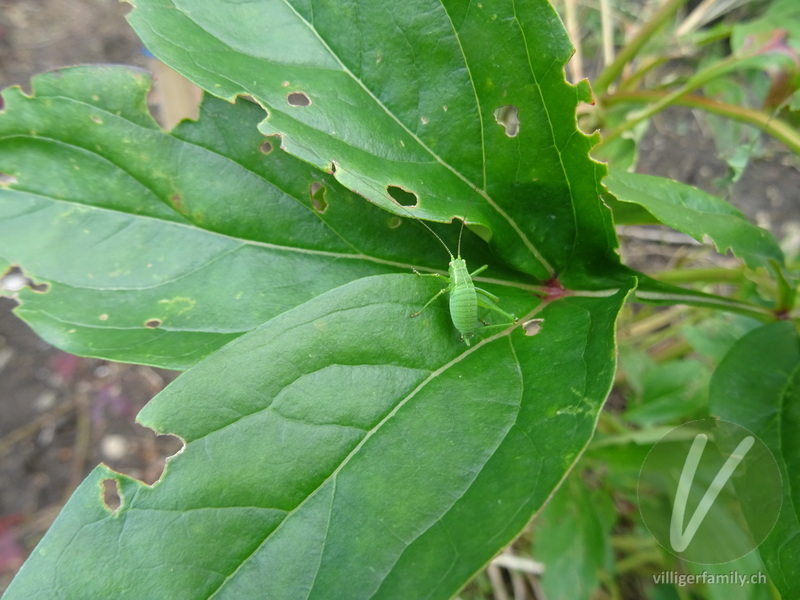 Punktierte Zartschrecke: 