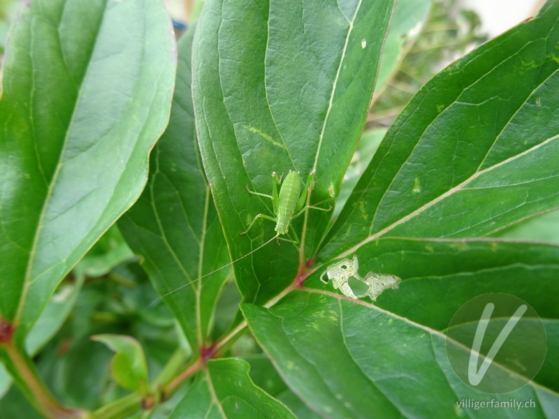 Punktierte Zartschrecke: 
