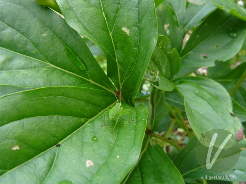 Punktierte Zartschrecke: 