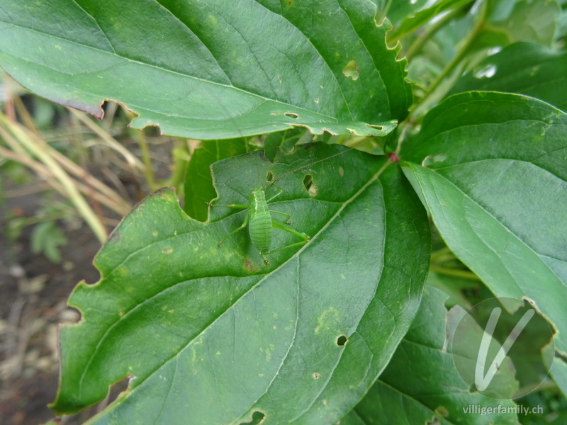 Punktierte Zartschrecke: 