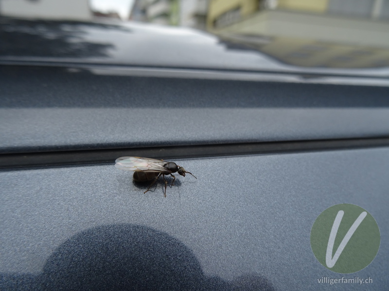 Schwarze Wegameise: 