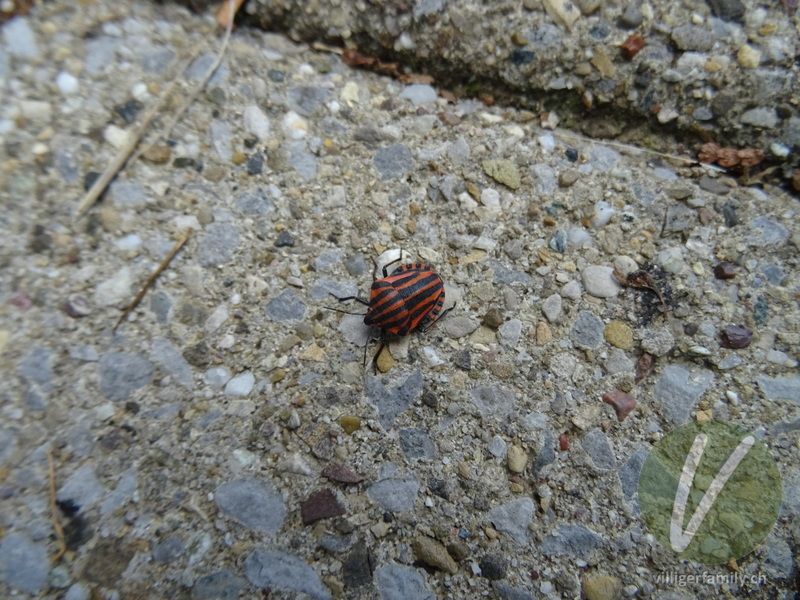 Streifenwanze: 