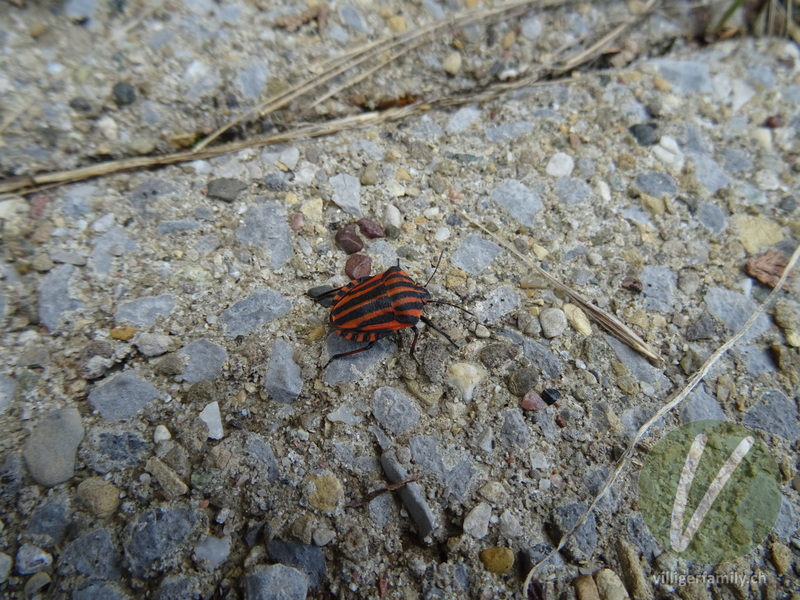 Streifenwanze: 