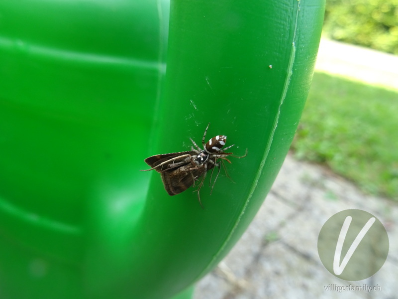Zebra-Springspinne: 