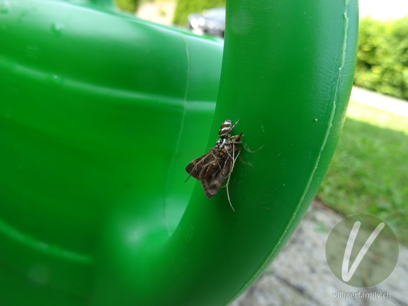 Zebra-Springspinne: 