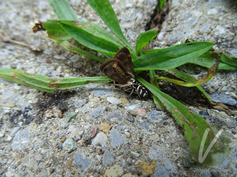 Zebra-Springspinne: 