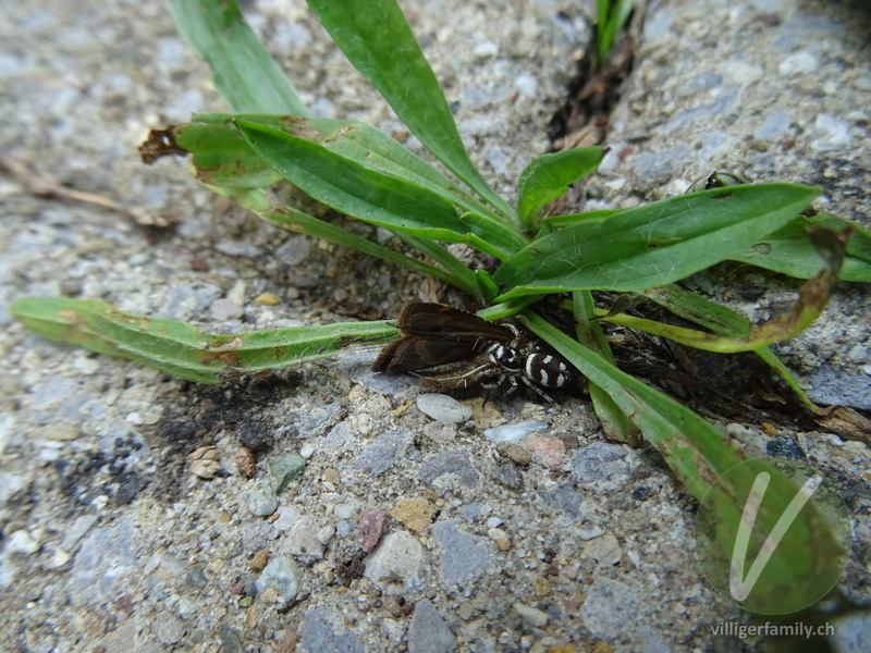 Zebra-Springspinne: 