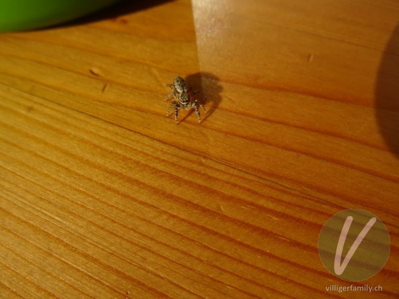 Rinden-Springspinne: 